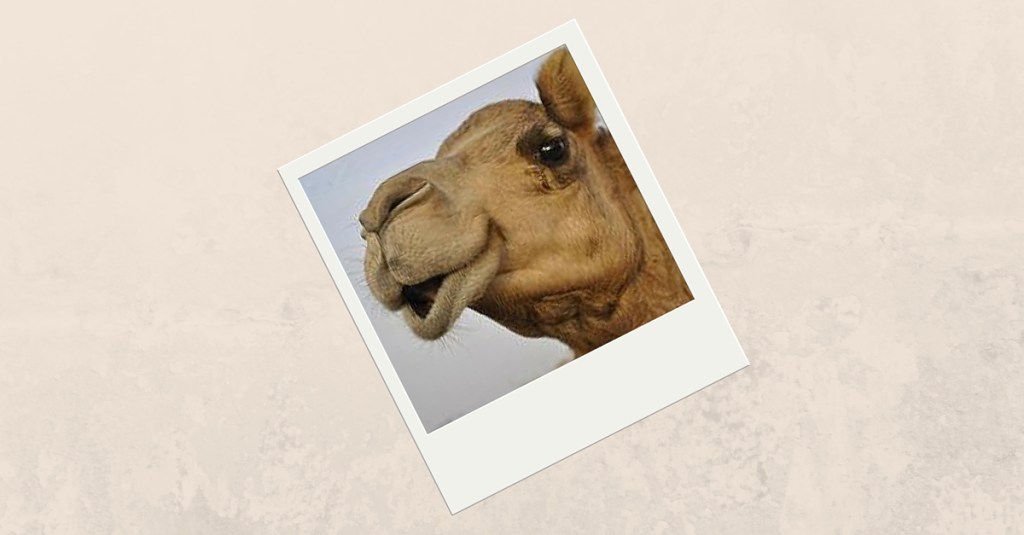 Figurative Language: Let’s Talk About The Camel in the Room
